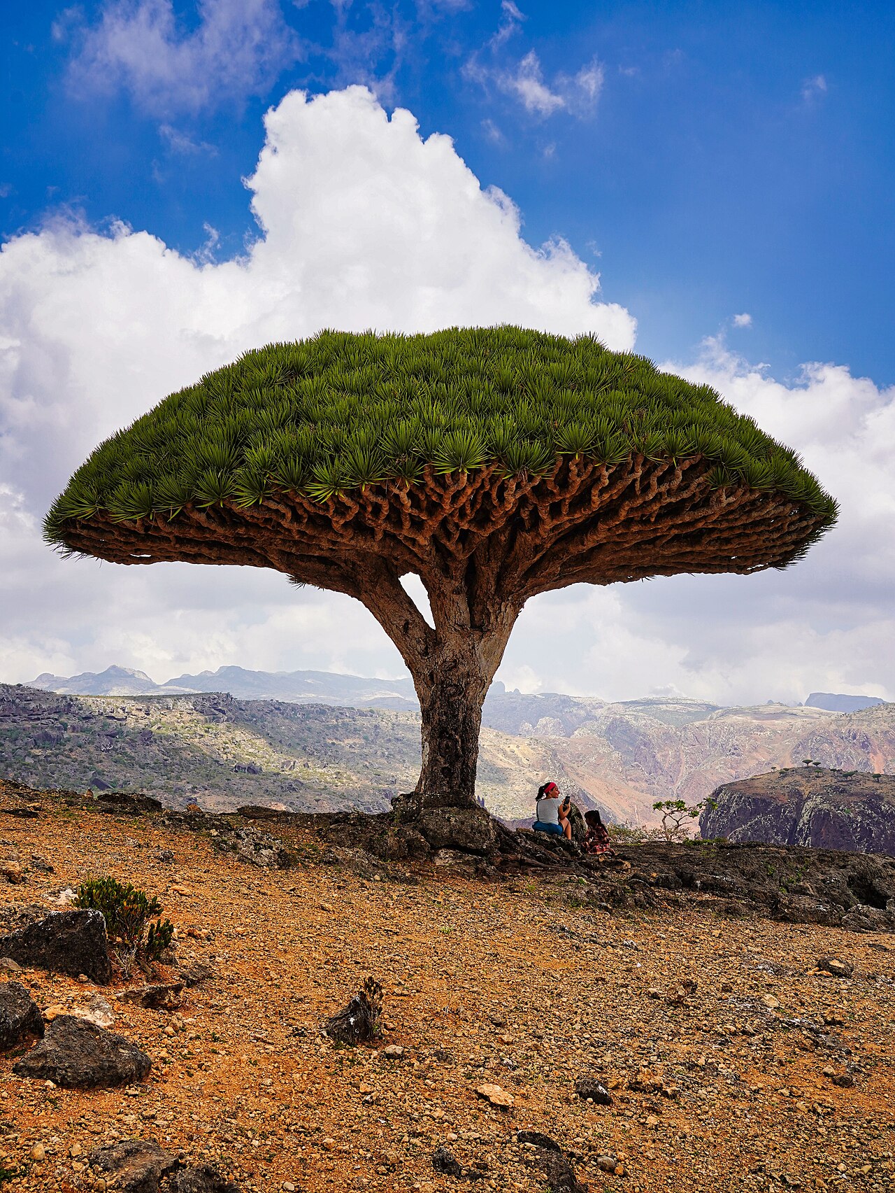 Dragon-blood tree overlooking the coast of Socotra