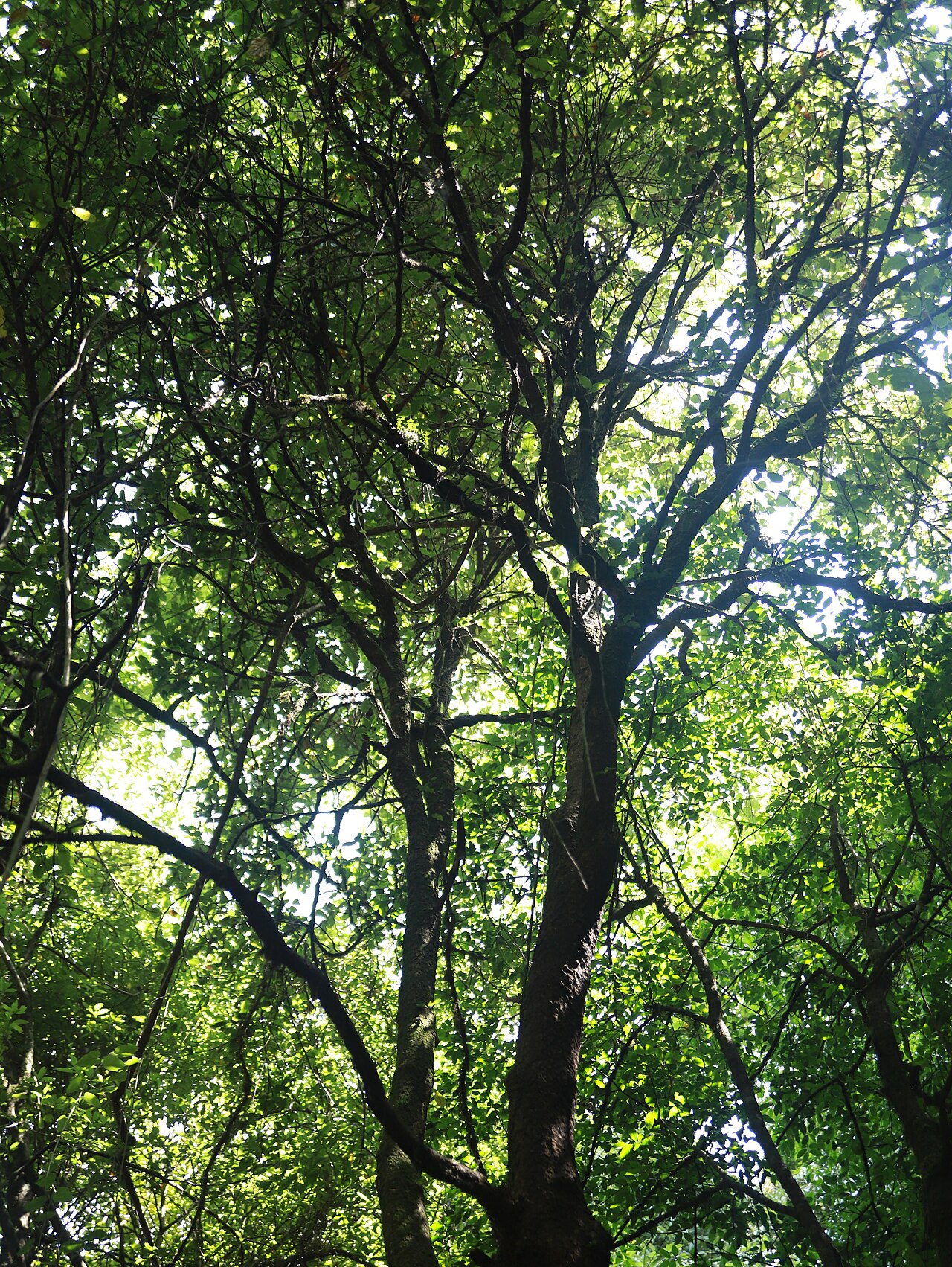 Lush forest landscape representing regenerative tourism
